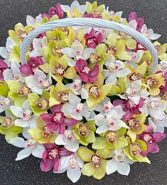 65 орхидей разных цветов в корзине
